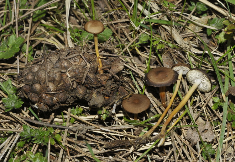 Quiz...foxiano di metà settimana!